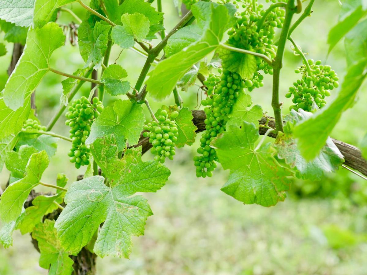 ריבה דל גארדה Agriturismo Casa Di Campagna מראה חיצוני תמונה